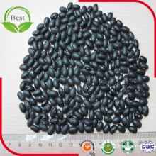 Bulk Dried Black Kidney Beans